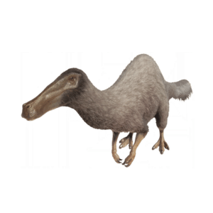 Deinocheirus