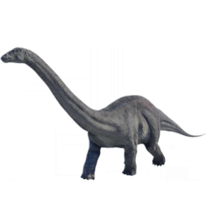 Apatosaurus