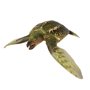 Archelon