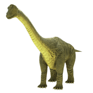 Brontosaurus