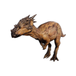 Dracorex